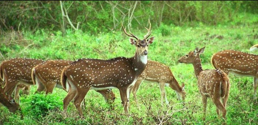 Askot Musk Deer Sanctuary, Pithoragarh, Uttarakhand - Vushii.com
